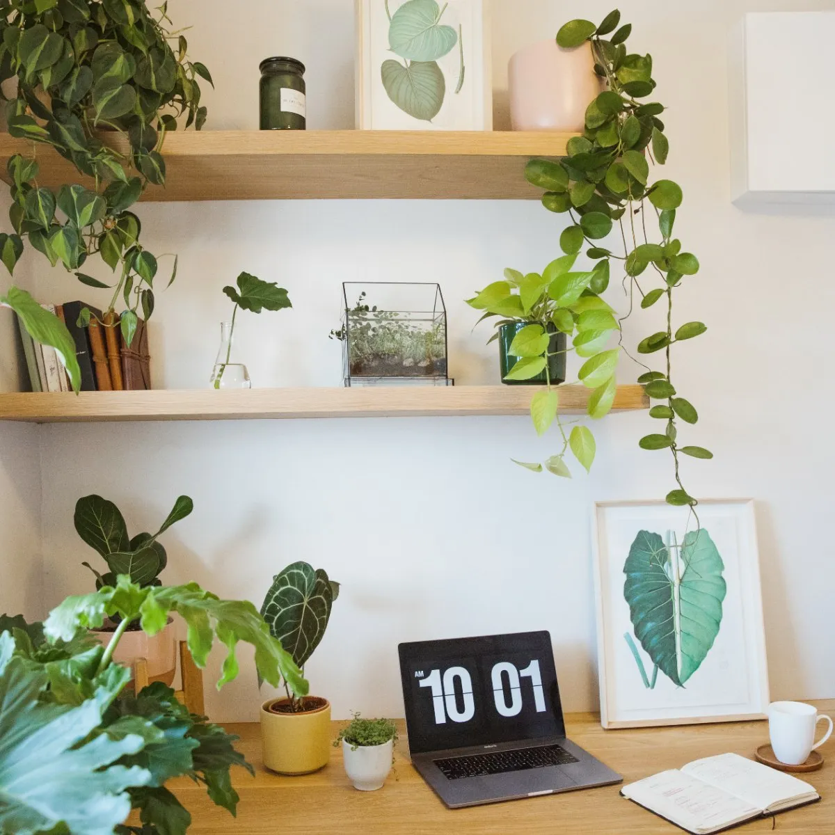 Terrarium - Deco House